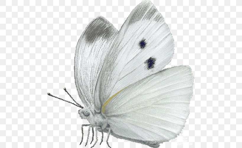 Butterfly Cabbage White Insect Large White Clip Art, PNG, 500x500px, Butterfly, Animal, Arthropod, Butterflies And Moths, Cabbage Download Free