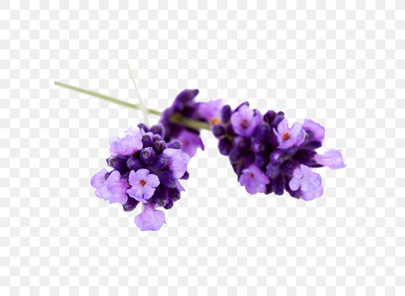 English Lavender Essential Oil Lavender Oil Lavandula Latifolia, PNG, 600x600px, English Lavender, Blossom, Essence, Essential Oil, Flower Download Free