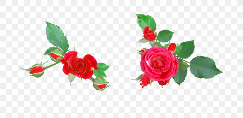 Garden Roses Flower Digital Image Clip Art, PNG, 1629x791px, Garden Roses, Artificial Flower, Compass Rose, Cut Flowers, Digital Image Download Free