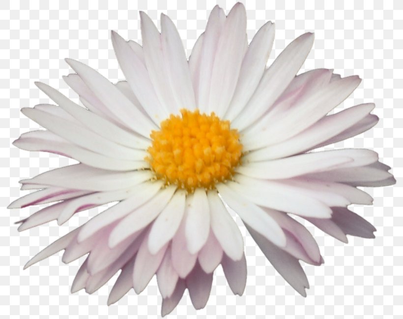 Common Daisy Oxeye Daisy Marguerite Daisy Chrysanthemum Petal, PNG, 800x648px, Common Daisy, Annual Plant, Aster, Chrysanthemum, Chrysanths Download Free