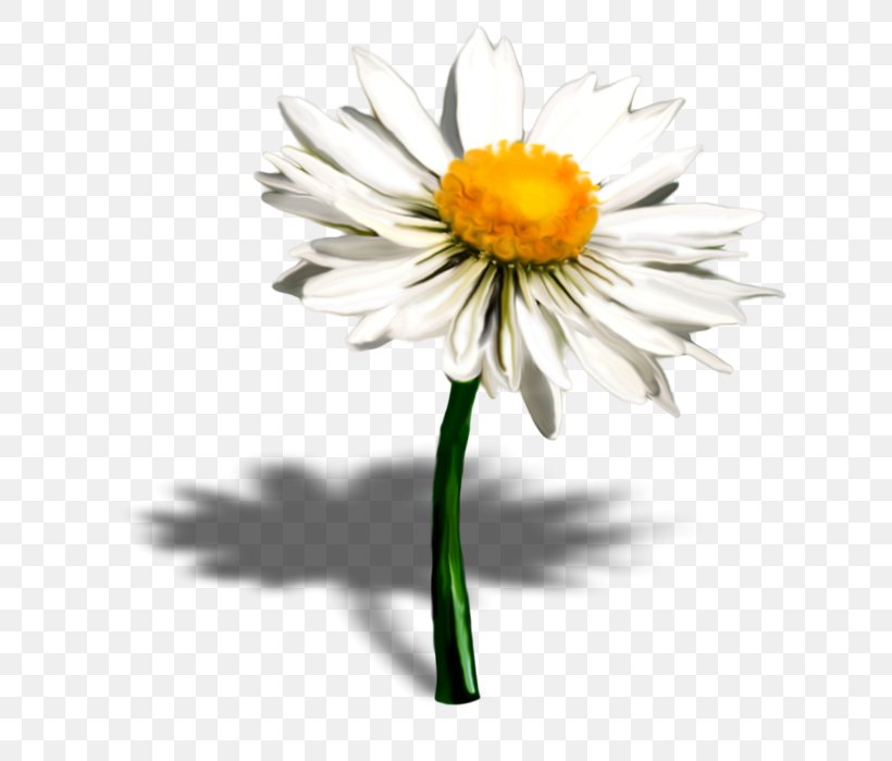 Common Daisy Oxeye Daisy Petal Flower Daisy Family, PNG, 663x699px, Common Daisy, Annual Plant, Aster, Blossom, Chamaemelum Nobile Download Free