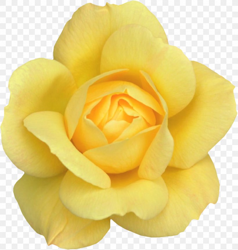 Desktop Wallpaper Rose Clip Art, PNG, 1331x1400px, Rose, Cut Flowers, Drawing, Flower, Flowering Plant Download Free