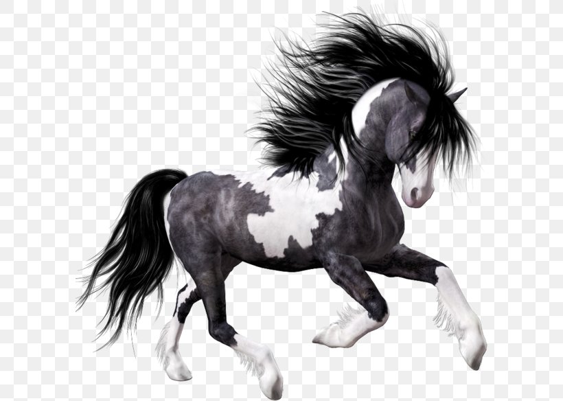 Horse Black Foal Clip Art, PNG, 600x584px, Horse, Animal, Bay, Black, Black And White Download Free