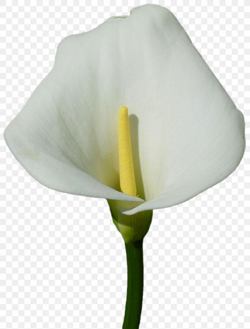 Arum-lily Callalily Lilium Flower Clip Art, PNG, 840x1109px, Arumlily, Alismatales, Arum, Arum Lilies, Calas Download Free