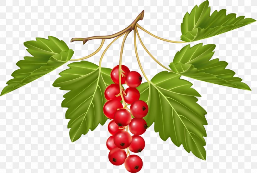 Berry Fruit Redcurrant Vegetable Grape, PNG, 1280x865px, Berry, Blackberry, Cranberry, Currant, Food Download Free