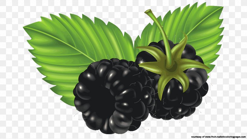 Blackberry Fruit Clip Art, PNG, 1280x720px, Blackberry, Berry, Fruit, Mobile Phones, Plant Download Free