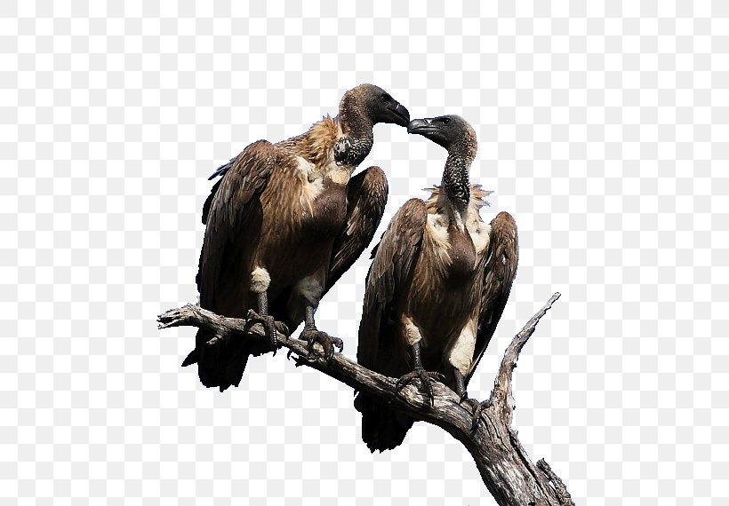 Fauna, PNG, 480x570px, Fauna, Beak, Bird, Bird Of Prey, Vulture Download Free