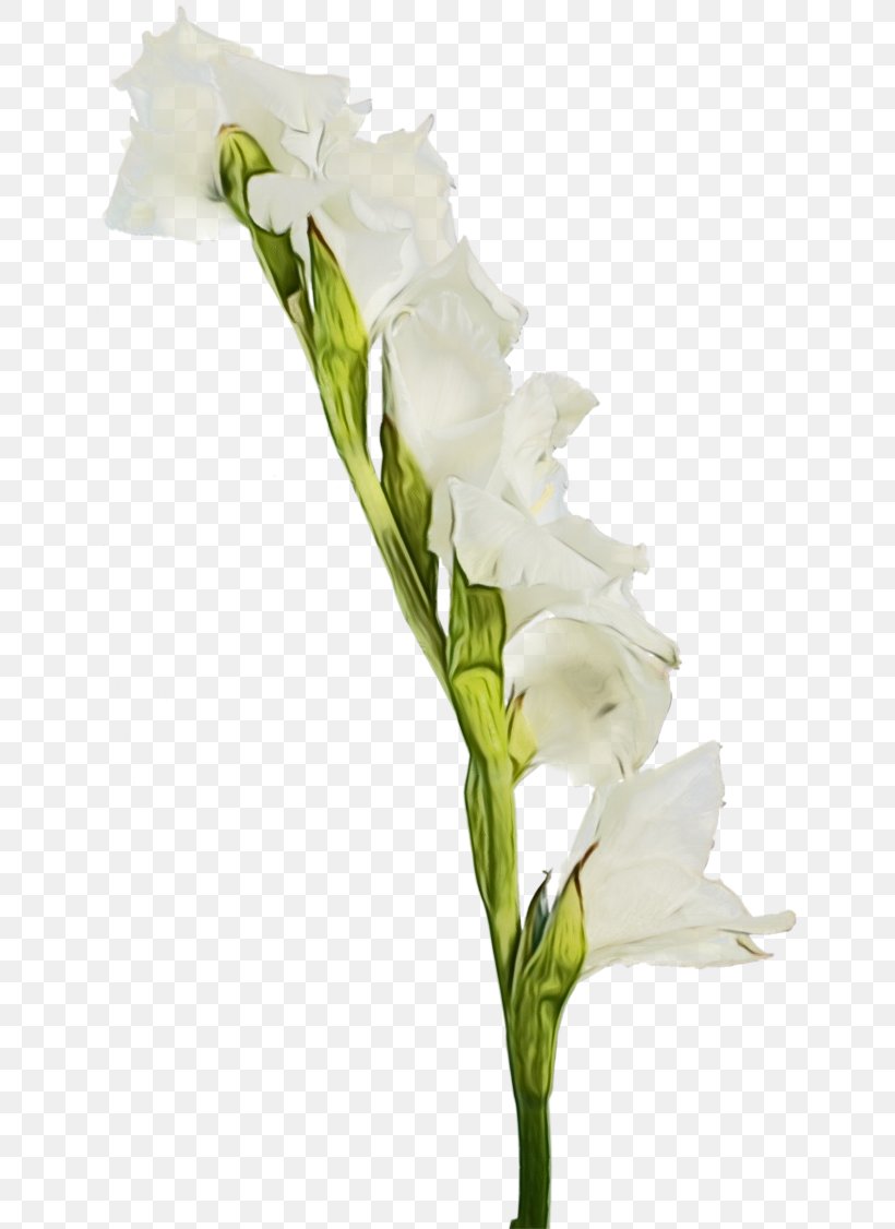 Flower Flowering Plant White Plant Cut Flowers, PNG, 650x1126px, Watercolor, Bouquet, Cut Flowers, Flower, Flowering Plant Download Free