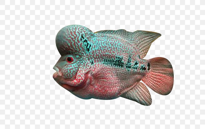 Flowerhorn Cichlid Fish Deep Sea, PNG, 690x518px, Flowerhorn Cichlid, Deep Sea, Deep Sea Fish, Fish, Organism Download Free