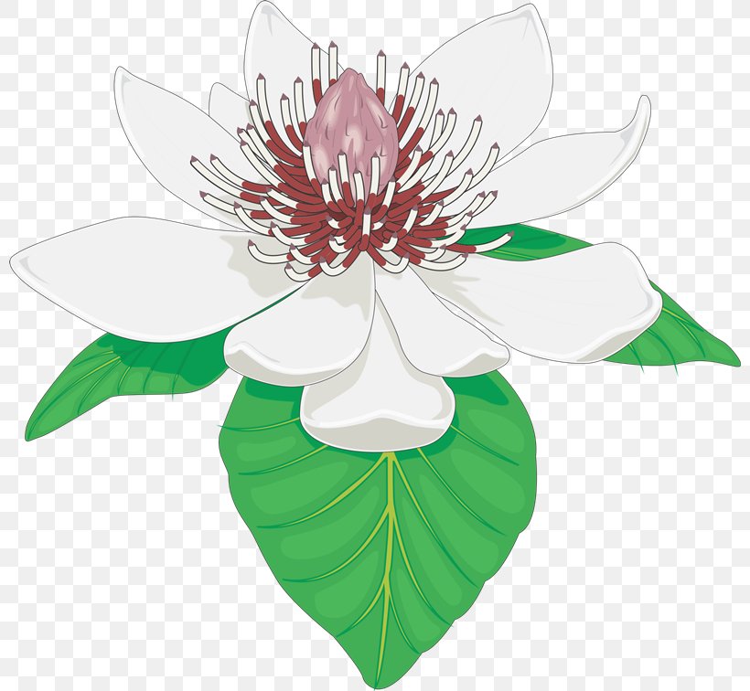 Flowering Plant Magnolia Carpel Clip Art, PNG, 800x756px, Flowering Plant, Carpel, Cut Flowers, Flora, Flower Download Free