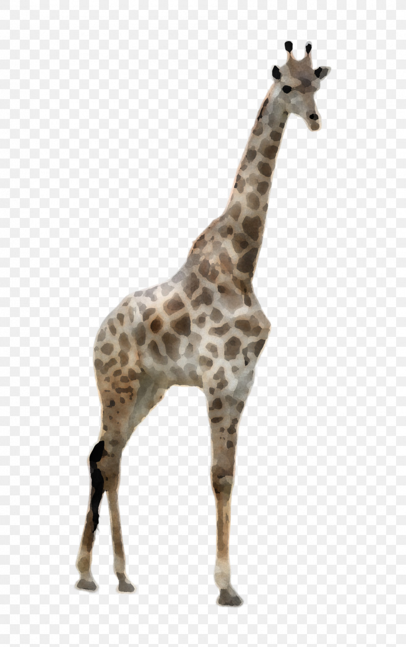 Giraffe Giraffidae Wildlife Animal Figure Snout, PNG, 1584x2524px, Giraffe, Animal Figure, Fawn, Giraffidae, Neck Download Free