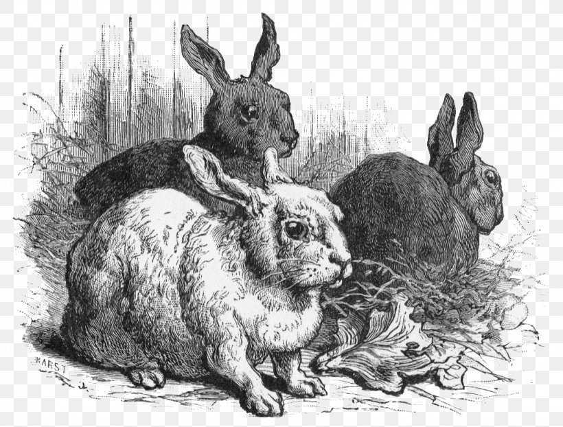 Hare Easter Bunny Rabbit, PNG, 1024x777px, Hare, Animal, Art, Black And White, Domestic Rabbit Download Free