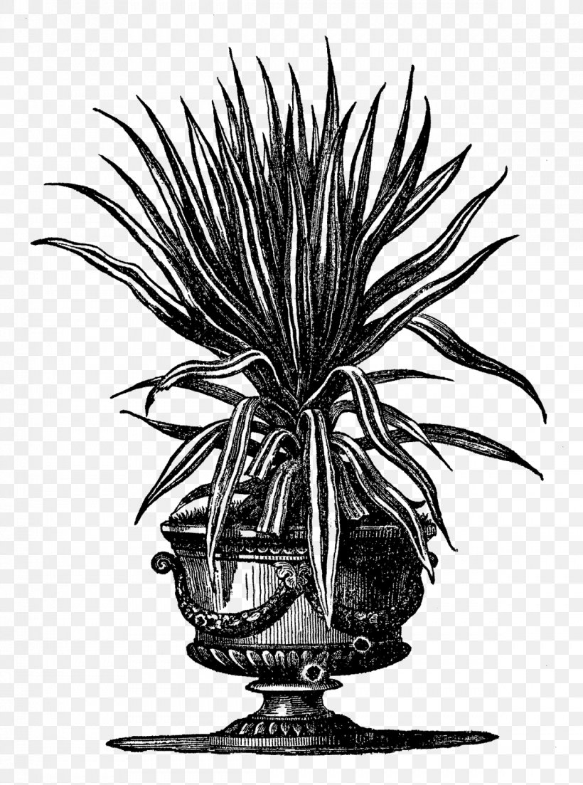 Houseplant Flowerpot Gardening, PNG, 1189x1600px, Plant, Arecales, Begonia, Black And White, Botanical Illustration Download Free