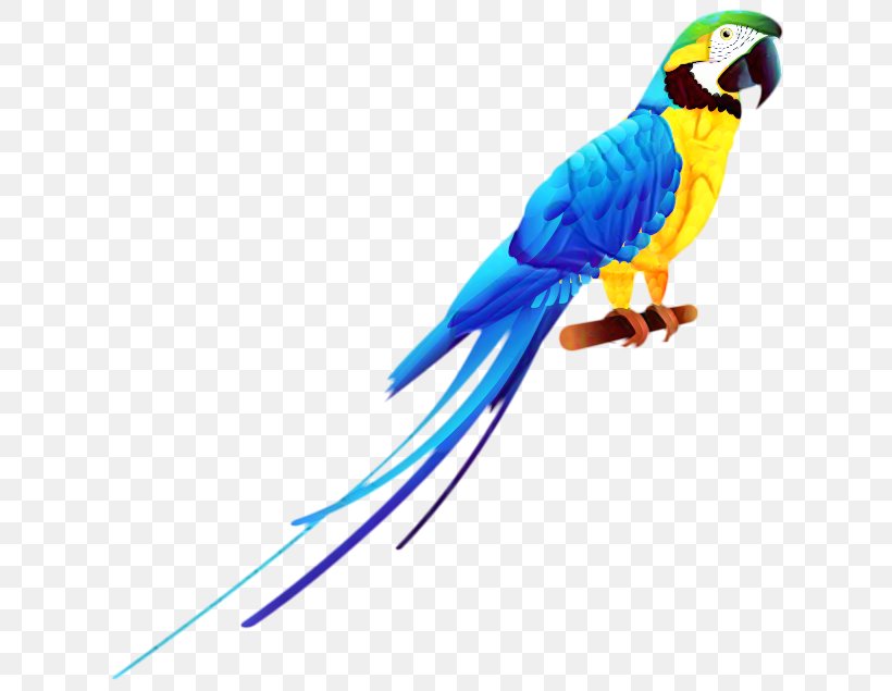 Bird Budgerigar Parrots Scarlet Macaw, PNG, 640x635px, Bird, Amazon Parrot, Beak, Bird Toy, Budgerigar Download Free