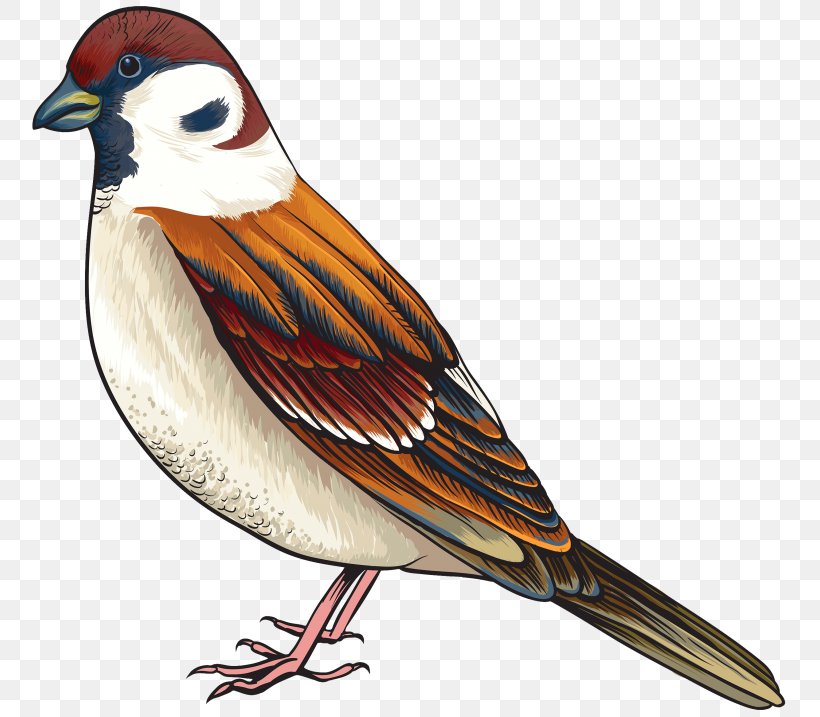 Bird Finch Clip Art, PNG, 768x717px, Bird, Beak, Cuckoos, Drawing, Fauna Download Free