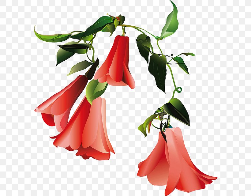 Chile Lapageria Floral Design Cut Flowers Plant, PNG, 604x640px, Chile, Cut Flowers, Description, Flora, Floral Design Download Free