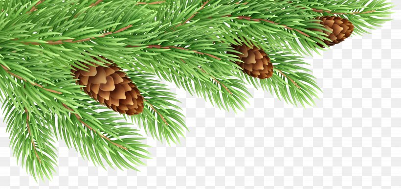 Fir Pine Conifer Cone Clip Art, PNG, 5000x2359px, Fir, Branch, Christmas, Christmas Ornament, Christmas Tree Download Free