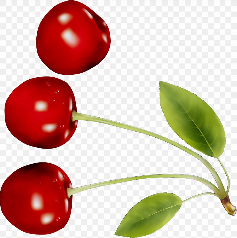 Lingonberry Natural Foods, PNG, 3934x3961px, Lingonberry, Berry, Botany, Cherry, Cranberry Download Free