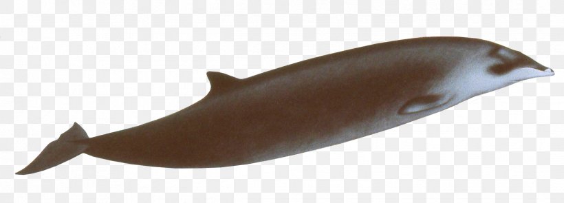 Porpoise Hector's Beaked Whale Giant Beaked Whale Gervais' Beaked Whale Marine Mammal, PNG, 2439x879px, Porpoise, Animal Figure, Beaked Whale, Bowhead Whale, Cetacea Download Free