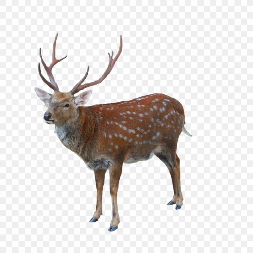 Reindeer Red Deer Elk White-tailed Deer, PNG, 1000x1000px, Reindeer, Animal, Antler, Deer, Diagram Download Free