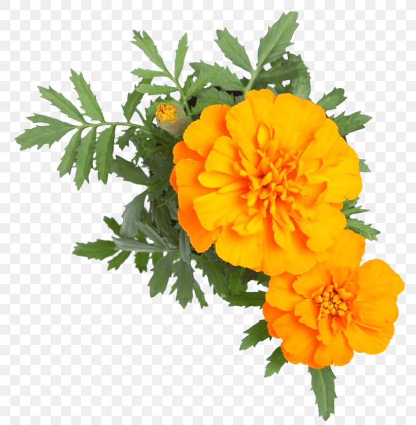 Stock Photography Cut Flowers IStock English Marigold, PNG, 800x838px, Stock Photography, Annual Plant, Calendula, Cut Flowers, Email Download Free