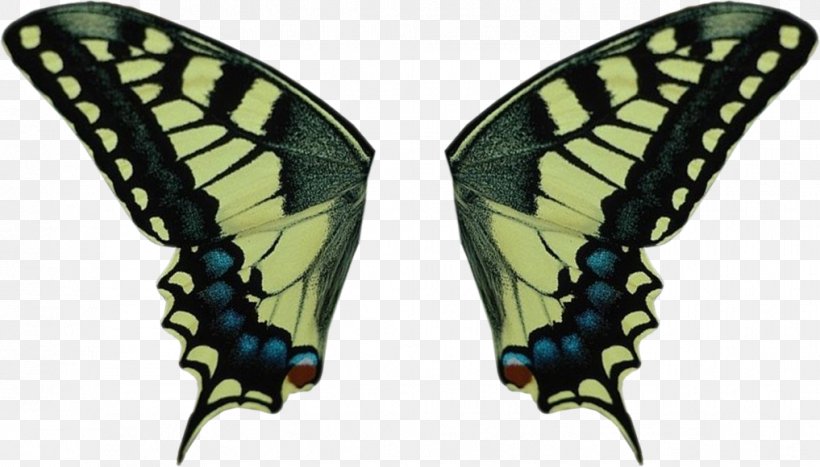 Swallowtail Butterfly Old World Swallowtail Insect Wing, PNG, 1017x580px, Butterfly, Arthropod, Brush Footed Butterfly, Butterflies And Moths, Giant Peacock Moth Download Free