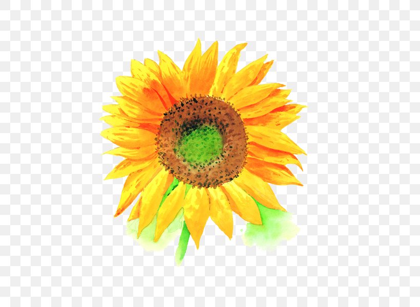 Common Sunflower U4e2du56fdu6c34u5f69u753b Watercolor Painting, PNG, 444x600px, Common Sunflower, Art, Asterales, Cartoon, Close Up Download Free