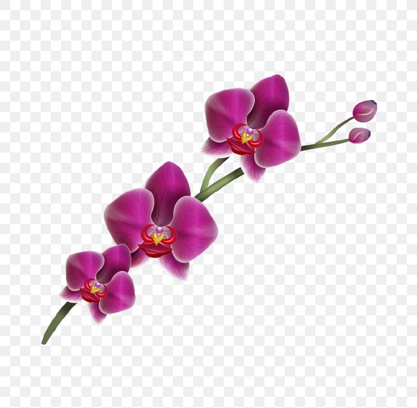 Moth Orchids Flower Drawing Clip Art, PNG, 802x802px, Moth Orchids, Cattleya Orchids, Cut Flowers, Drawing, Flower Download Free
