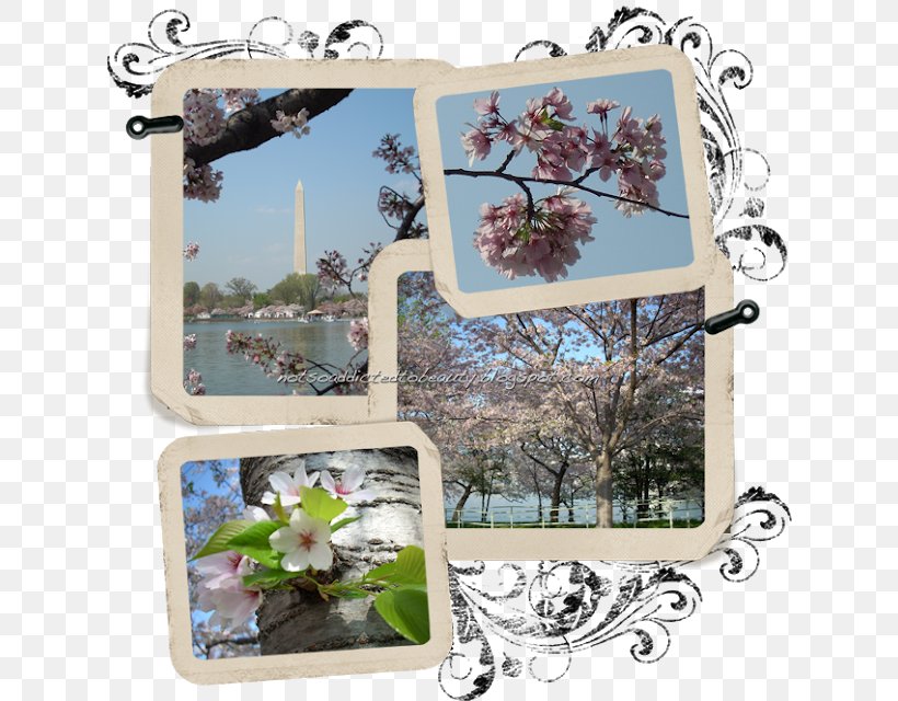 National Cherry Blossom Festival Cerasus Spring, PNG, 626x640px, Blossom, Beauty, Blog, Branch, Cerasus Download Free