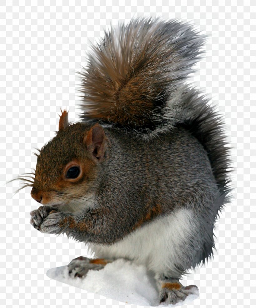 Squirrel Clip Art, PNG, 900x1086px, Squirrel, Black Squirrel, Fauna, Fox Squirrel, Fur Download Free