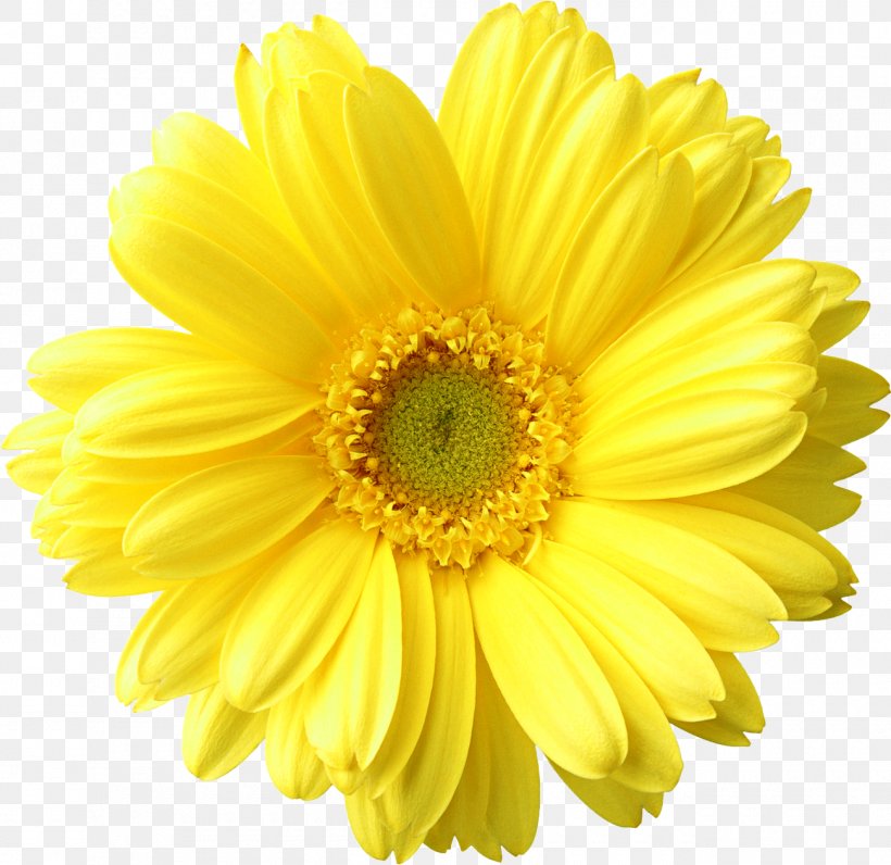 Flower Clip Art, PNG, 1300x1262px, Flower, Chrysanthemum, Chrysanths, Cut Flowers, Daisy Family Download Free