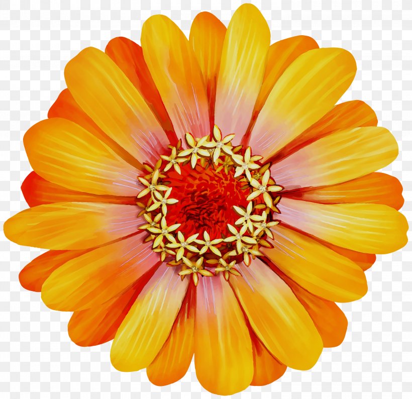 Orange, PNG, 3000x2905px, Watercolor, Barberton Daisy, English Marigold, Flower, Flowering Plant Download Free