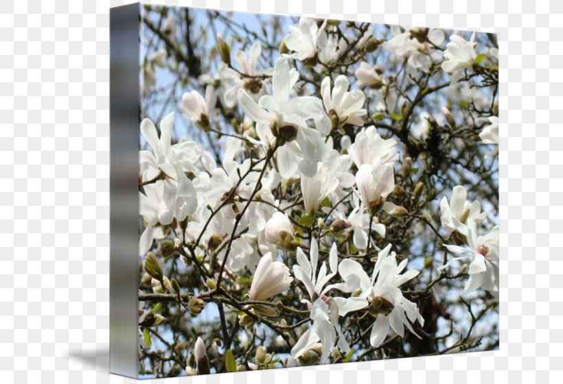 Magnoliaceae Flowering Plant Tree, PNG, 650x560px, Magnoliaceae, Blossom, Branch, Branching, Family Download Free