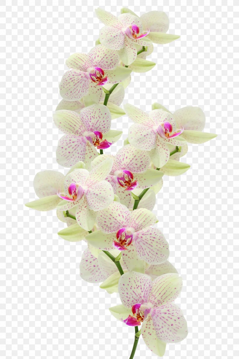Orchids Flower Clip Art, PNG, 1066x1600px, Orchids, Computer Software, Cut Flowers, Dendrobium, Floral Design Download Free