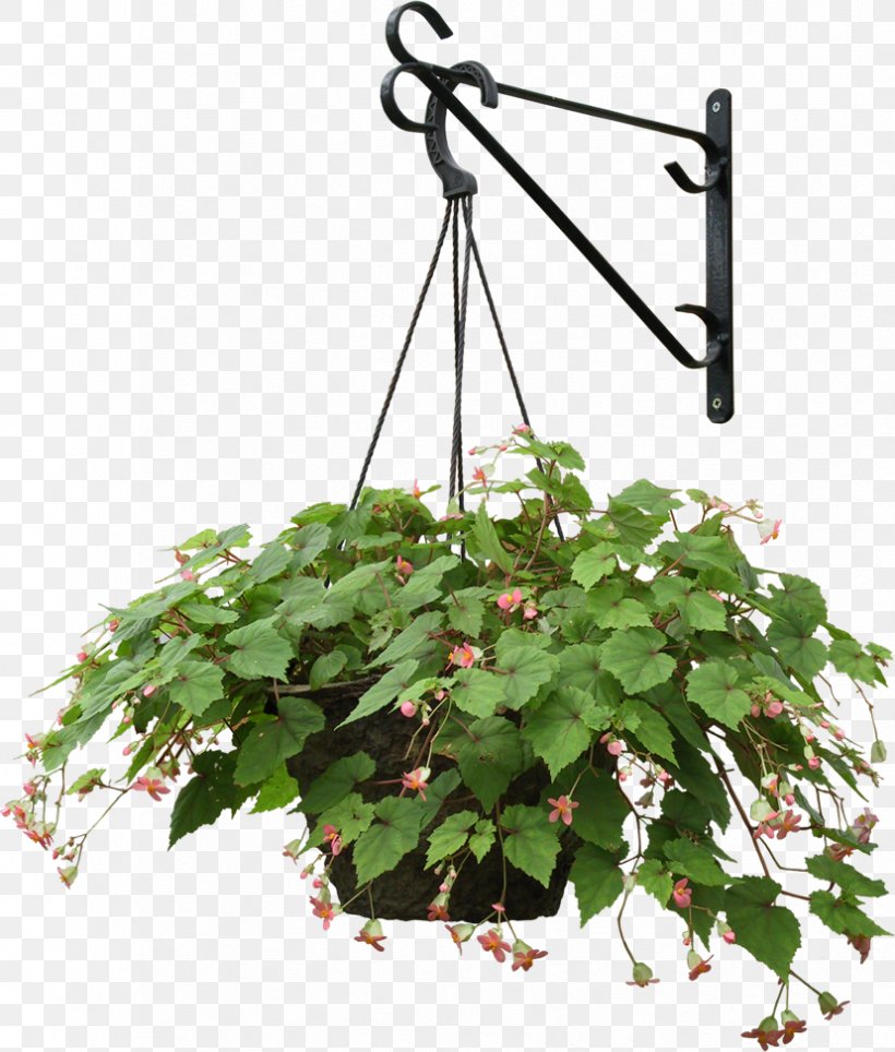 Plant Hanging Basket Flowerpot, PNG, 828x974px, Plant, Branch, Common Ivy, Dypsis Decaryi, Flower Download Free