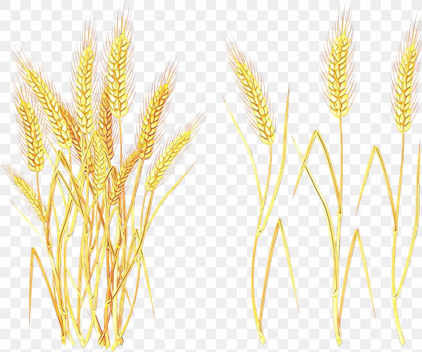 Barley Emmer Vector Graphics Spelt, PNG, 3000x2507px, Barley, Cereal, Einkorn Wheat, Elymus Repens, Emmer Download Free