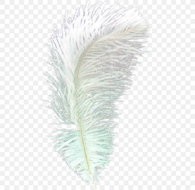 Feather Euclidean Vector Gratis, PNG, 486x800px, Feather, Designer, Gratis, Pen, Plumage Download Free