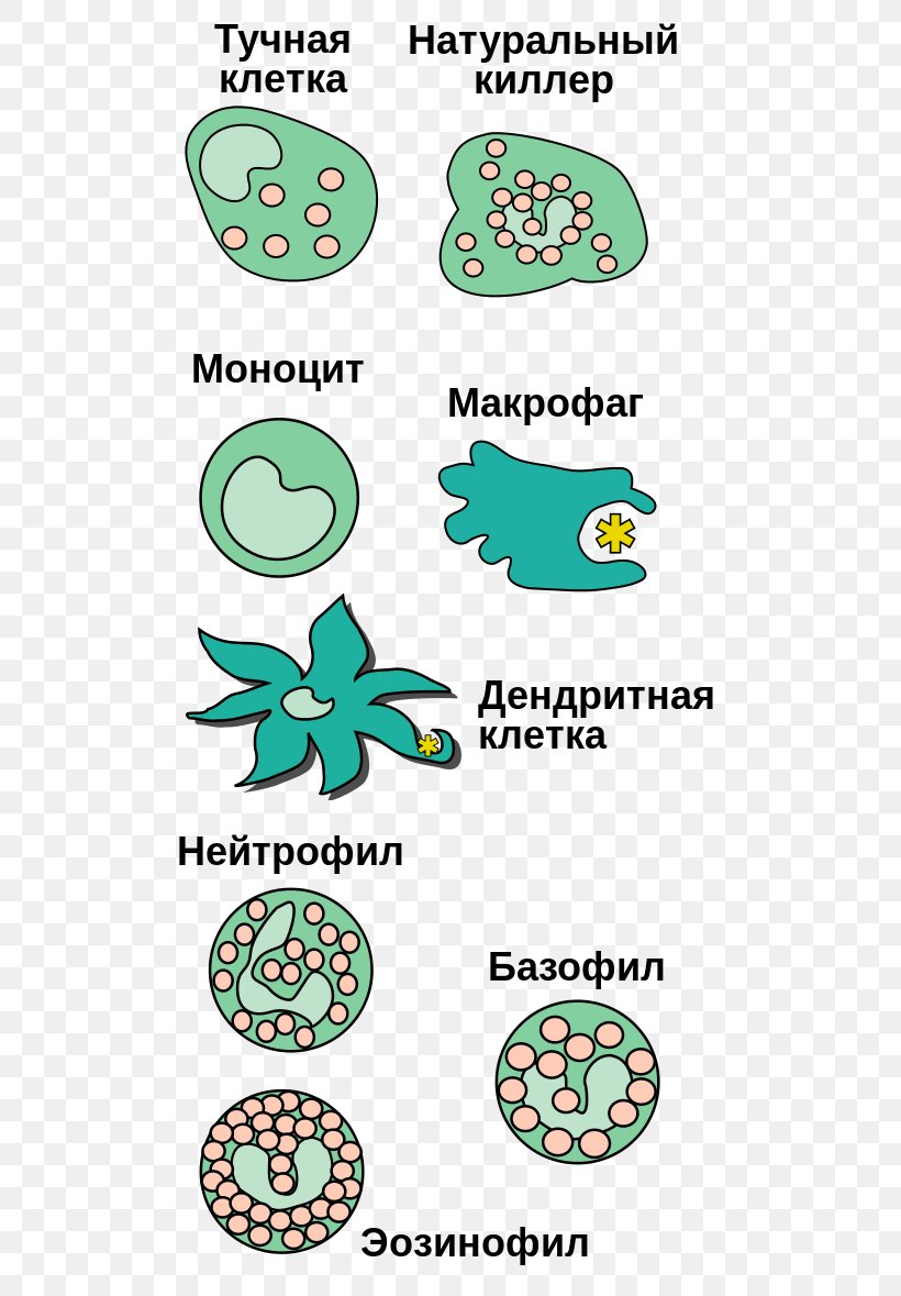 Innate Immune System White Blood Cell Immunity Macrophage, PNG, 553x1179px, Innate Immune System, Area, Basophil, Blood Cell, Cell Download Free