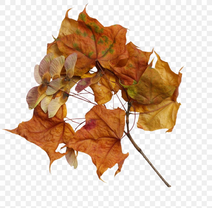 Maple Leaf, PNG, 1280x1261px, Leaf, Maple, Maple Leaf, Plant Download Free