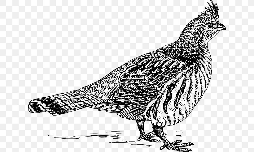 Ruffed Grouse Clip Art Bird Openclipart, PNG, 640x492px, Grouse, Beak, Bird, Black And White, Black Grouse Download Free