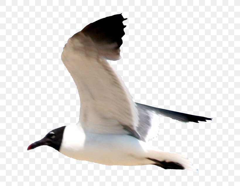 Gulls Bird Flight European Herring Gull Great Black-backed Gull, PNG, 635x635px, Gulls, American Herring Gull, Animal, Beak, Bird Download Free