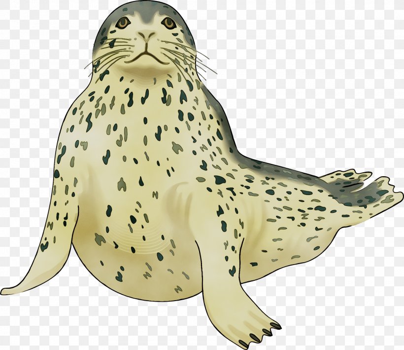Harbor Seal Sea Lion Clip Art Killer Whale, PNG, 1920x1662px, Harbor Seal, Animal, Animal Figure, Arctic, Baltic Gray Seal Download Free