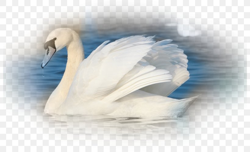 Mute Swan Bird Black Swan Abbotsbury Swannery Animal, PNG, 800x500px, Mute Swan, Abbotsbury Swannery, American Pekin, Animal, Beak Download Free