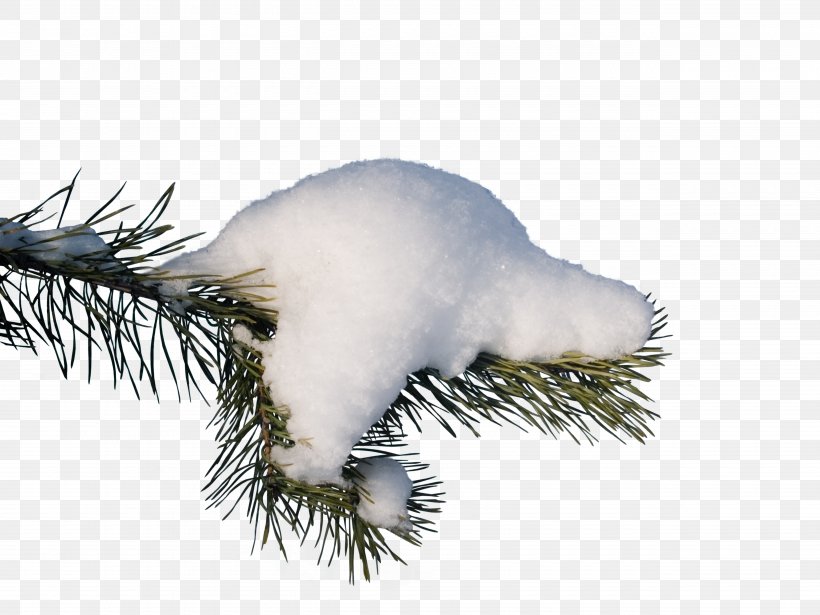 Branch Snow Spruce Clip Art, PNG, 5120x3840px, Branch, Christmas Ornament, Conifer, Digital Image, Fir Download Free