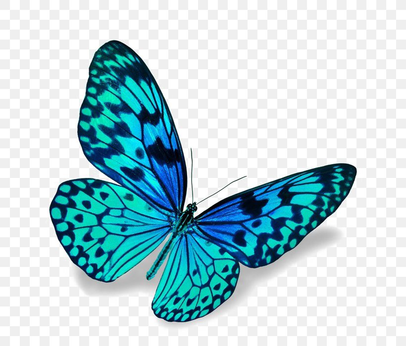 Butterfly Stock Photography Blue Stock.xchng Image, PNG, 700x700px, Butterfly, Blue, Blue Morpho, Brush Footed Butterfly, Butterflies And Moths Download Free