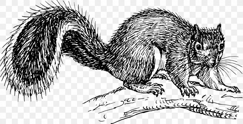 Eastern Gray Squirrel Black Squirrel Clip Art, PNG, 1920x981px, Squirrel, Acorn, Beaver, Black And White, Black Squirrel Download Free