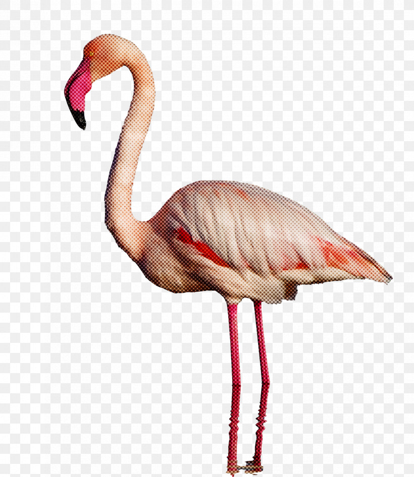 Flamingo, PNG, 2344x2707px, Greater Flamingo, Beak, Biology, Birds, Cartoon Download Free