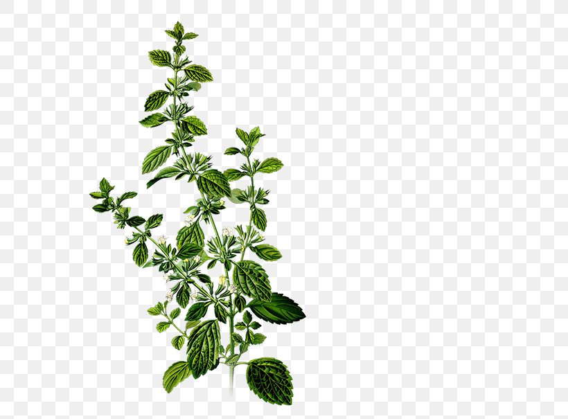 Lemon Balm Herbalism Mints Medicinal Plants, PNG, 701x605px, Lemon Balm, Botany, Branch, Healing, Health Download Free