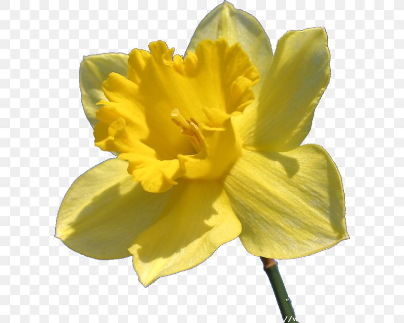 Petal Narcissus Pseudonarcissus Flower Amaryllis, PNG, 600x657px, Petal, Amaryllis, Amaryllis Family, Bulb, Corymb Download Free