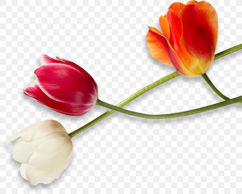 Tulip Bustld Wedding Cut Flowers Plant Stem, PNG, 844x680px, Tulip, Bud, Bustld, Cut Flowers, Flower Download Free